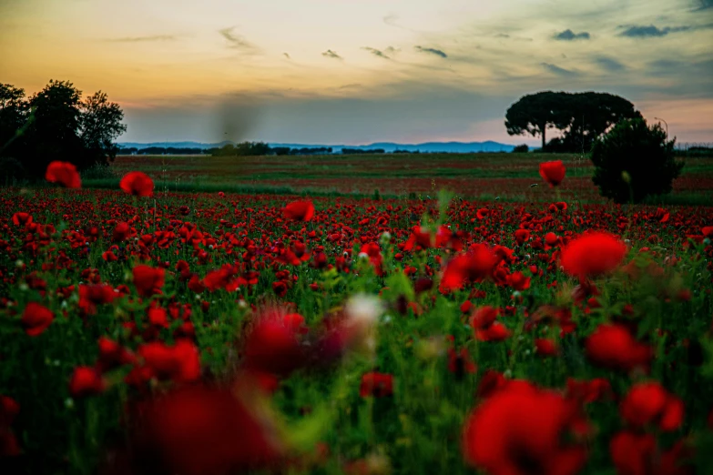 a field full of red flowers under a cloudy sky, pexels contest winner, renaissance, evening at dusk, mediterranean, high quality product image”