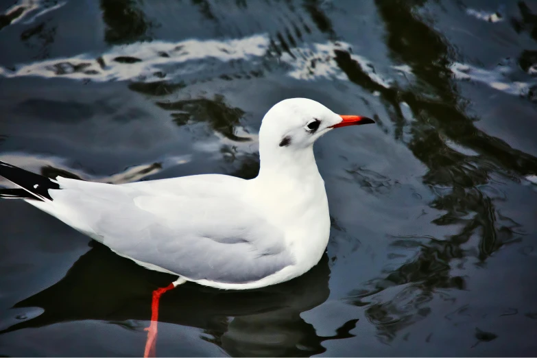 a white bird floating on top of a body of water, by Mandy Jurgens, pexels contest winner, white red, smirking, no words 4 k, pale - skinned