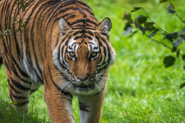 a tiger walking across a lush green field, a portrait, pexels contest winner, young female, brown, striped, majestic sweeping action