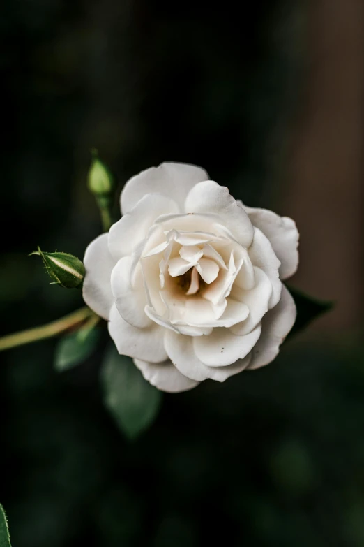 a close up of a white rose on a stem, by Grace Polit, on a dark background, myrtle, rose garden, carefully crafted