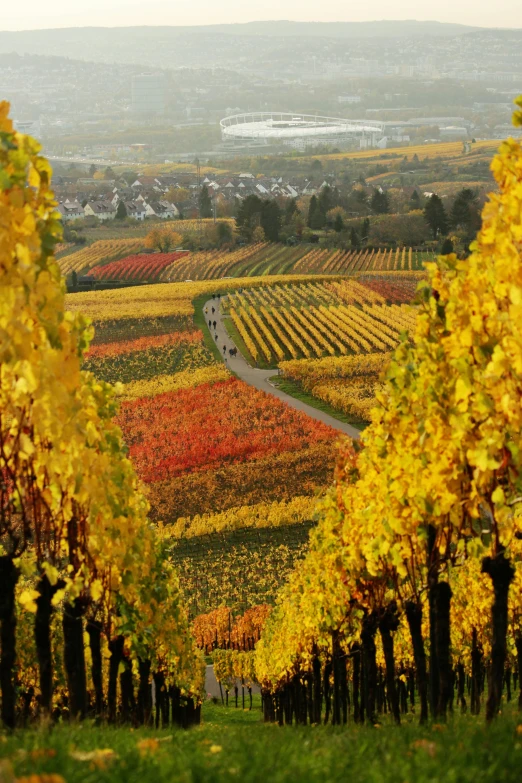 a view of a vineyard from the top of a hill, by Werner Gutzeit, red and yellow scheme, colorful trees, overlooking, award - winning crisp details ”