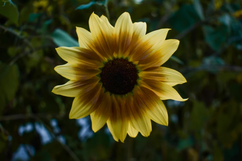 a close up of a sunflower on a tree, by Carey Morris, pexels contest winner, muted brown yellow and blacks, multicolored, a high angle shot, frontal shot