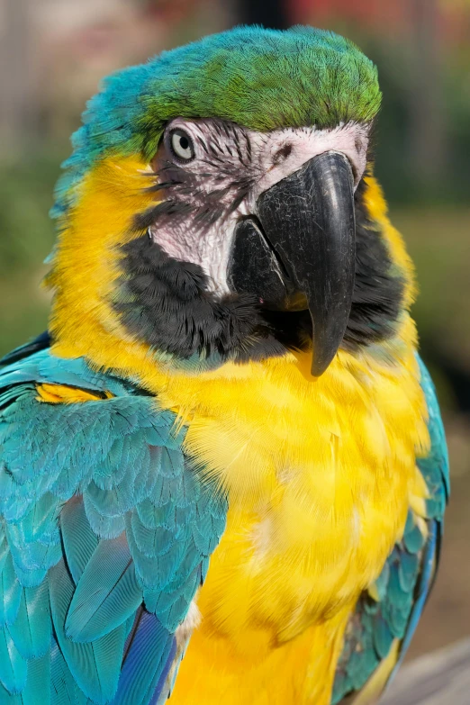 a colorful parrot sitting on top of a wooden bench, a portrait, flickr, yellow and blue, closeup of face, museum quality photo, taken in the late 2010s