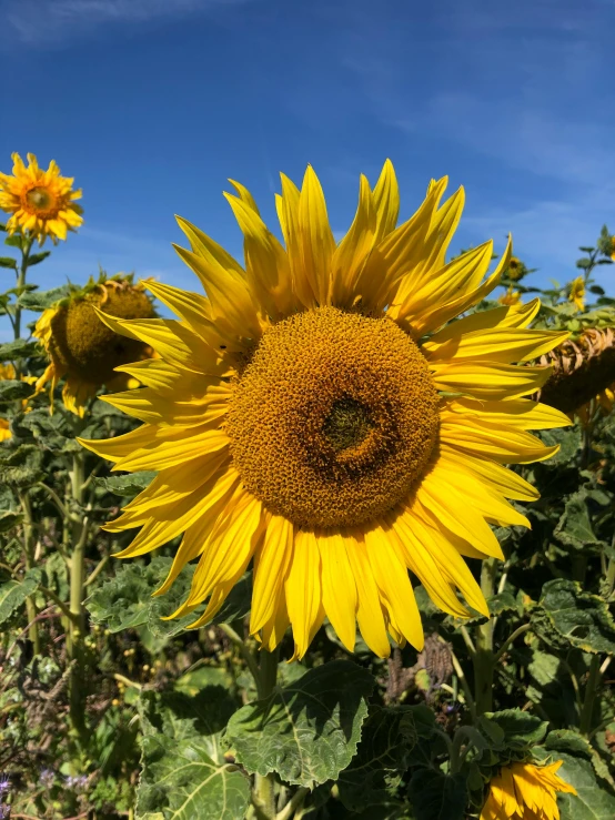 a field of sunflowers with a blue sky in the background, profile image