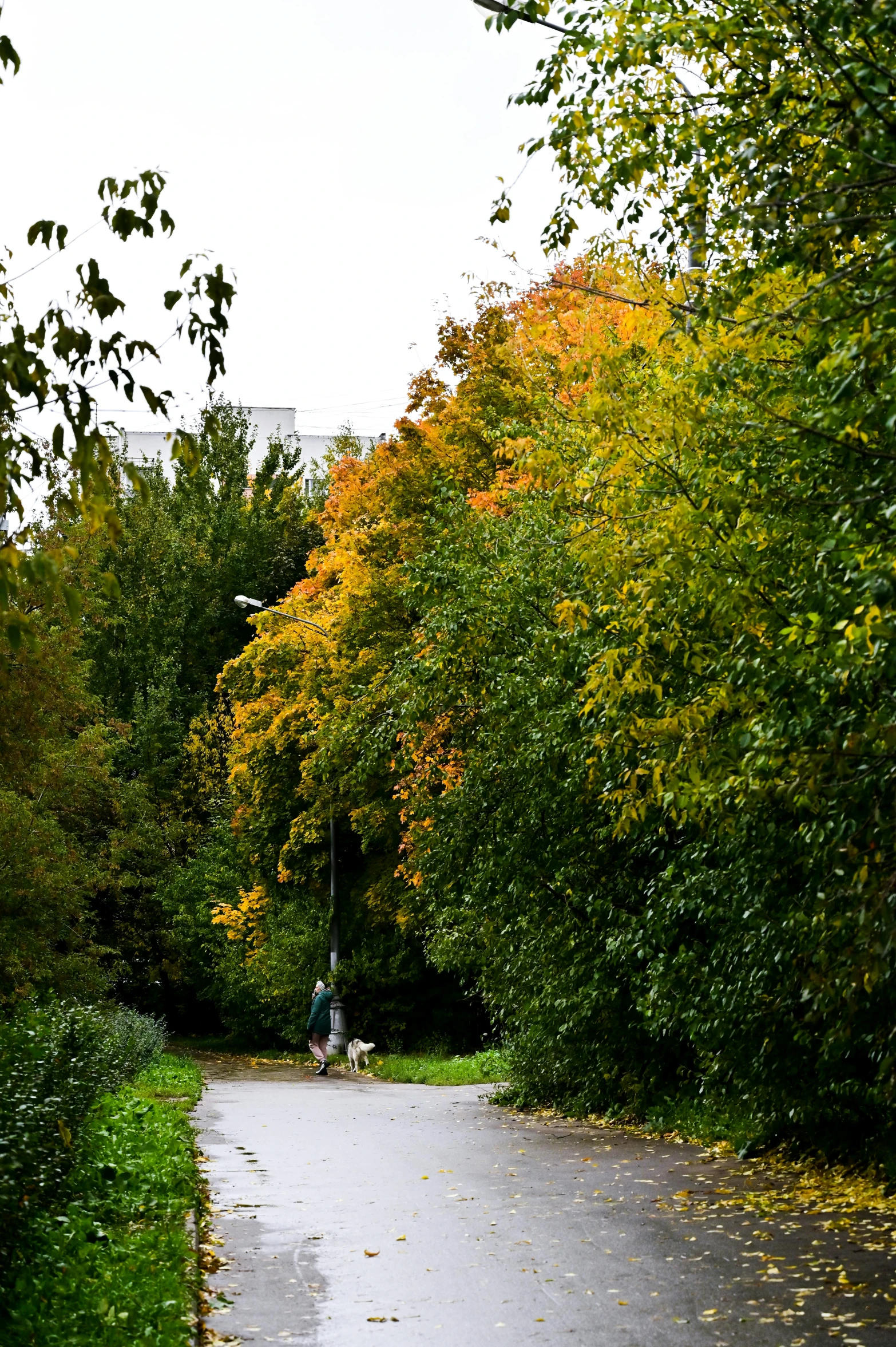 a red fire hydrant sitting on the side of a road, by Daarken, colorful autumn trees, riding a skateboard in berlin, verdant and lush and overgrown, lone person in the distance