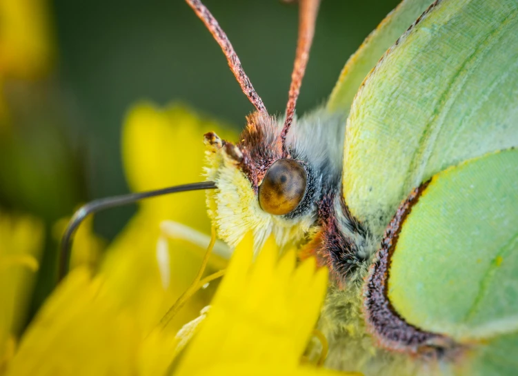 a close up of a butterfly on a yellow flower, a macro photograph, by Dietmar Damerau, pexels contest winner, fluffy green belly, brimstone, closeup 4k, eucalyptus