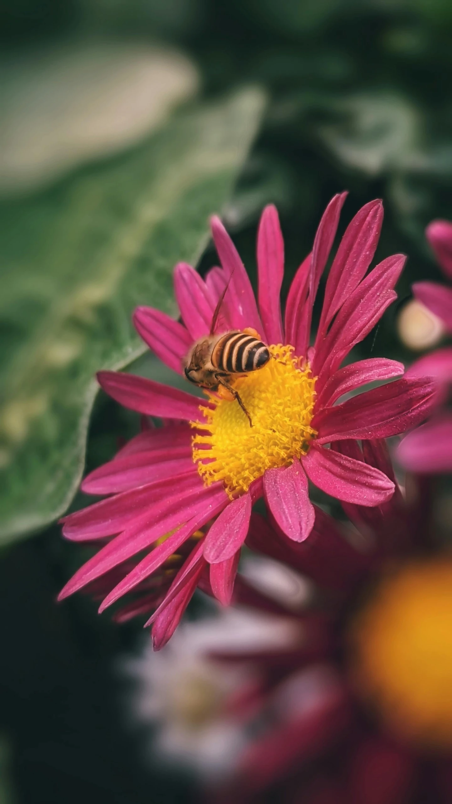 a bee sitting on top of a pink flower