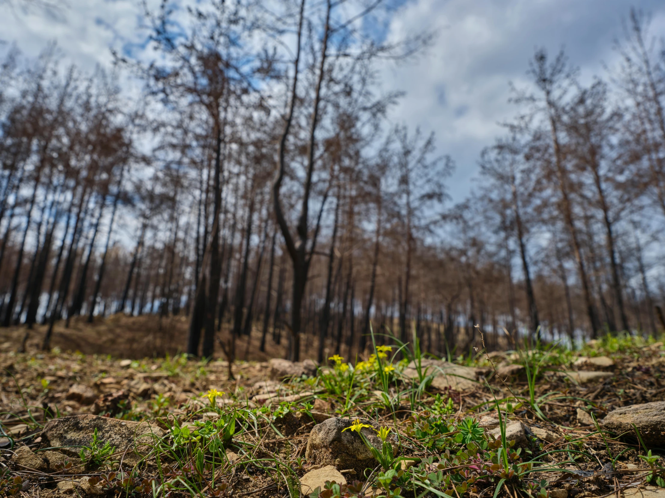 a bunch of trees that are standing in the dirt, pexels contest winner, environmental art, forest fires in the distance, wilted flowers, low angle wide shot, turkey