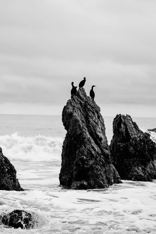 a group of birds sitting on top of rocks in the ocean, a black and white photo, by Dave Melvin, unsplash, minimalism, california coast, trio, standing on neptune, ornately dressed