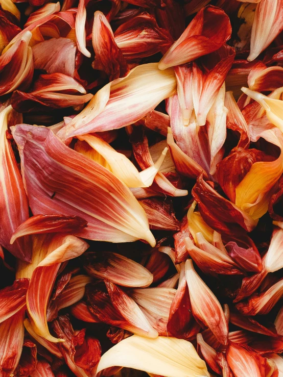 a close up of a bunch of red and yellow flowers, a macro photograph, by Carey Morris, trending on unsplash, process art, lily petals, dried petals, ramps, in a style blend of botticelli