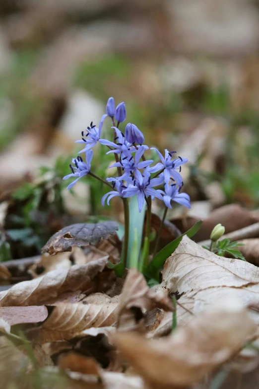 a small blue flower growing out of a pile of leaves, hyacinth blooms surround her, slide show, photograph