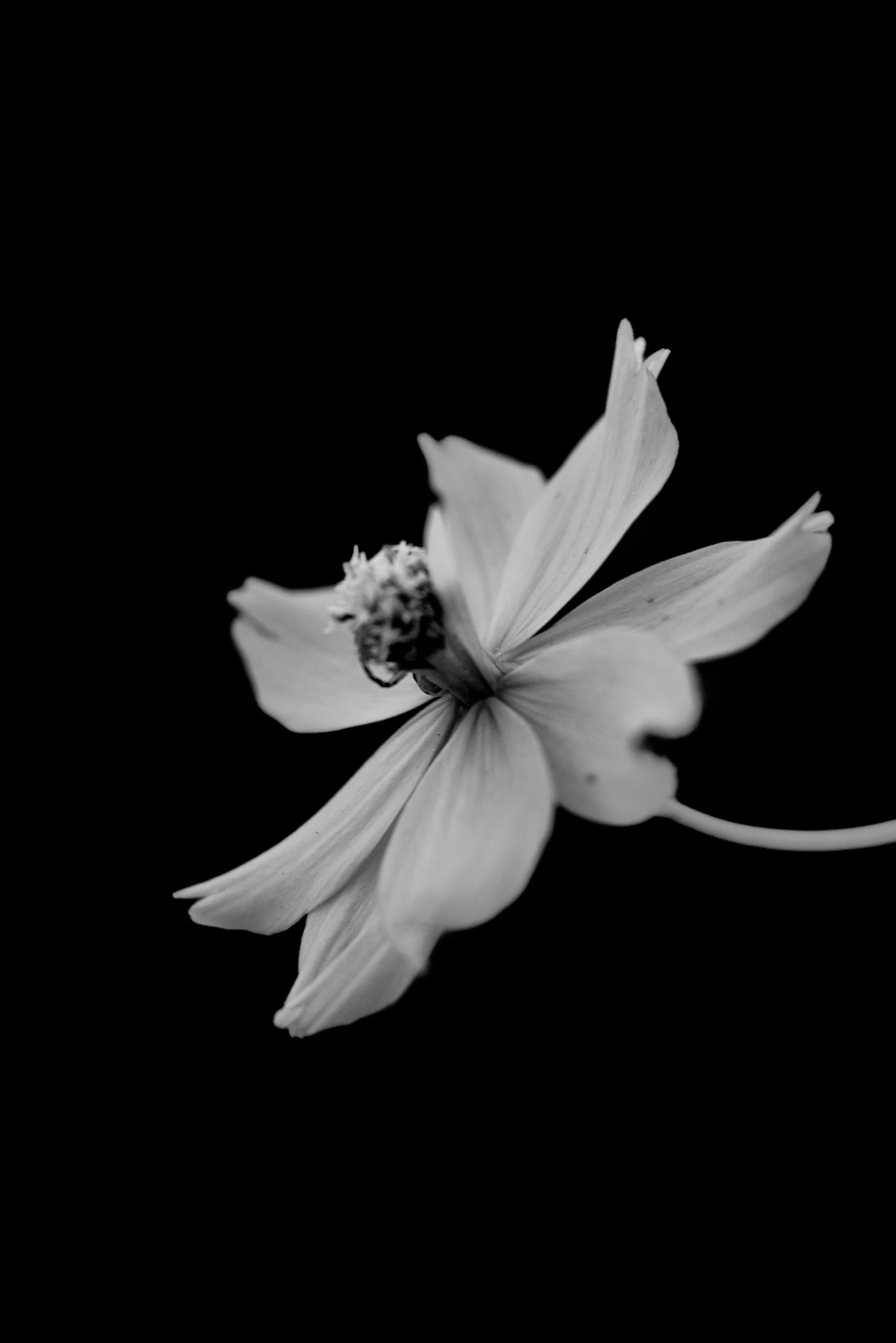 a black and white photo of a flower, flickr, miniature cosmos, dark dance photography aesthetic, black! and white colors, pose 4 of 1 6