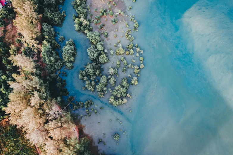 an aerial view of a body of water surrounded by trees, by Lee Loughridge, unsplash contest winner, hurufiyya, underwater soft colours, australian bush, blue, ai biodiversity