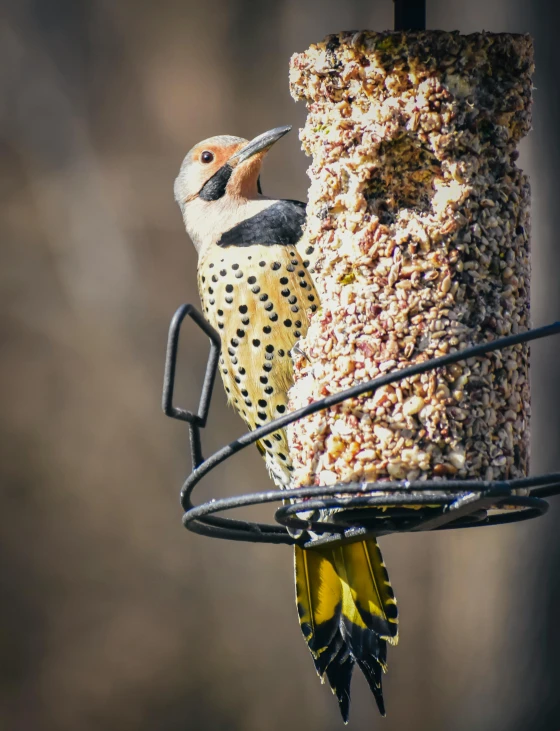 a bird sitting on top of a bird feeder, by Robert Storm Petersen, pexels contest winner, food photo, speckled, stuffed, a tall