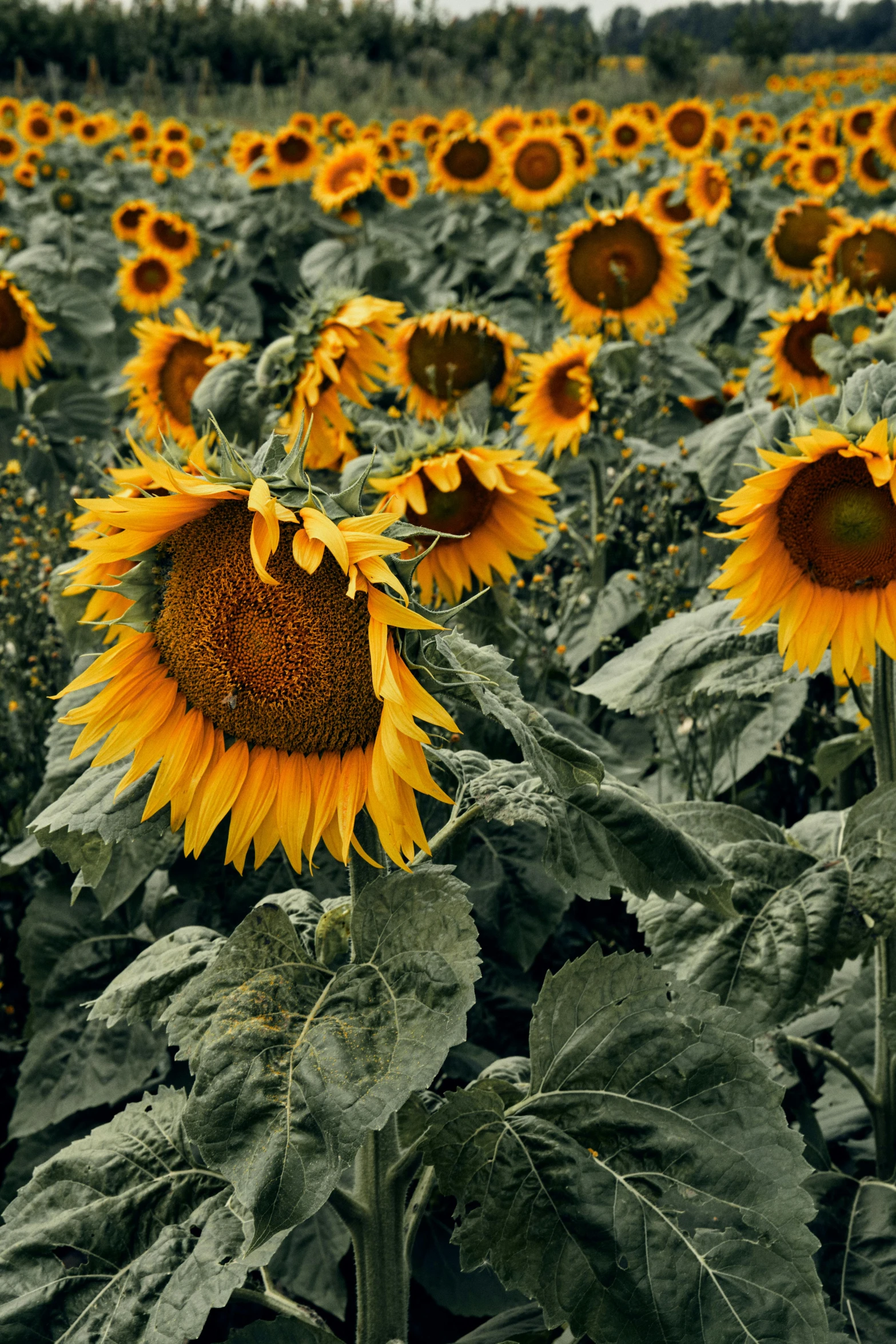 a field of sunflowers on a cloudy day, a colorized photo, unsplash, hyper - detailed color photo, photograph”, photograph ”