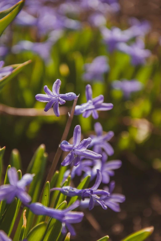 a bunch of purple flowers that are in the dirt, hyacinth blooms surround her, zoomed in shots, warmly lit, blue and green