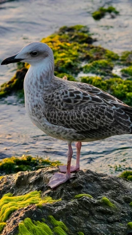 a seagull standing on a rock in the water, by John Gibson, pexels, arabesque, mid 2 0's female, high quality photo, full frame image, digital image