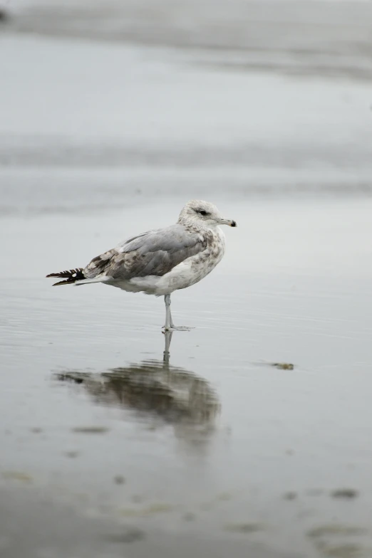 a seagull standing in shallow water on a beach, a picture, by Mandy Jurgens, unsplash, minimalism, wet reflections in square eyes, 2022 photograph, sittin, medium long shot