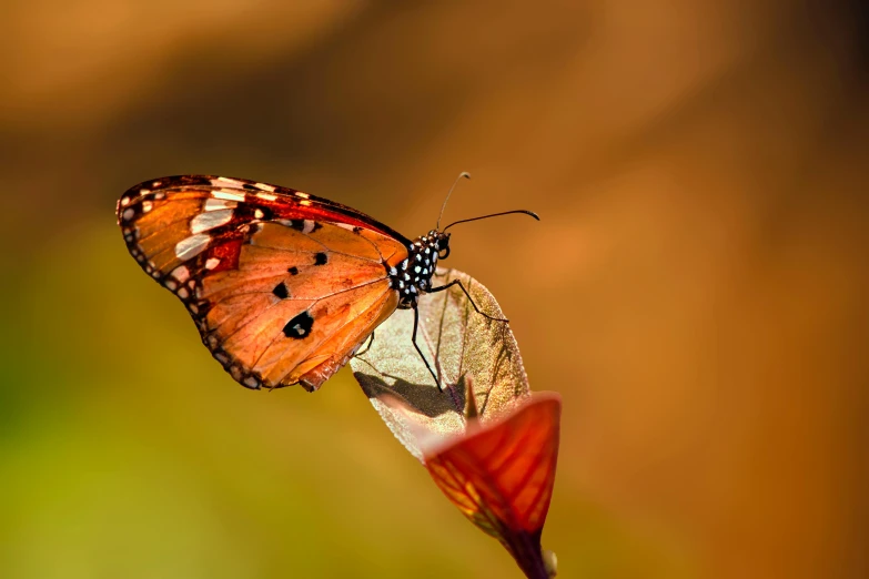 a close up of a butterfly on a flower, pexels contest winner, sheltering under a leaf, paul barson, red and orange colored, slide show