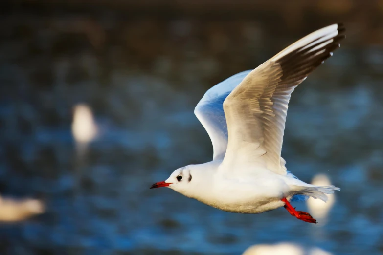 a seagull flying over a body of water, an album cover, pexels contest winner, arabesque, real wings, caught in 4 k, rounded beak, birdeye