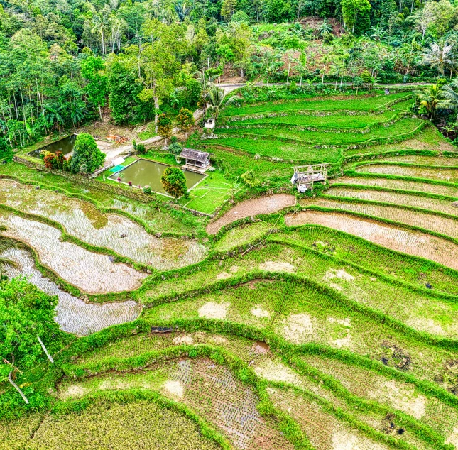 an aerial view of a rice field, by Jan Rustem, pexels, sumatraism, vibrant greenery outside, terraces, panorama, family friendly