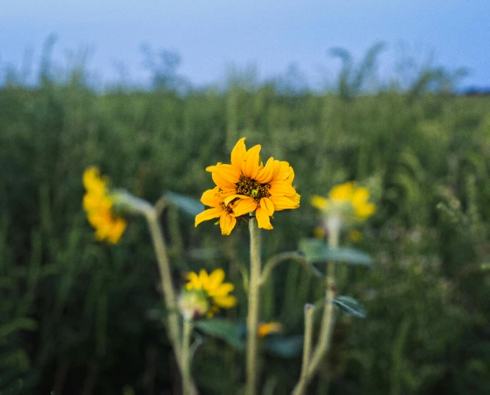 a close up of a sunflower in a field, unsplash, standing alone in grassy field, paul barson, high resolution image