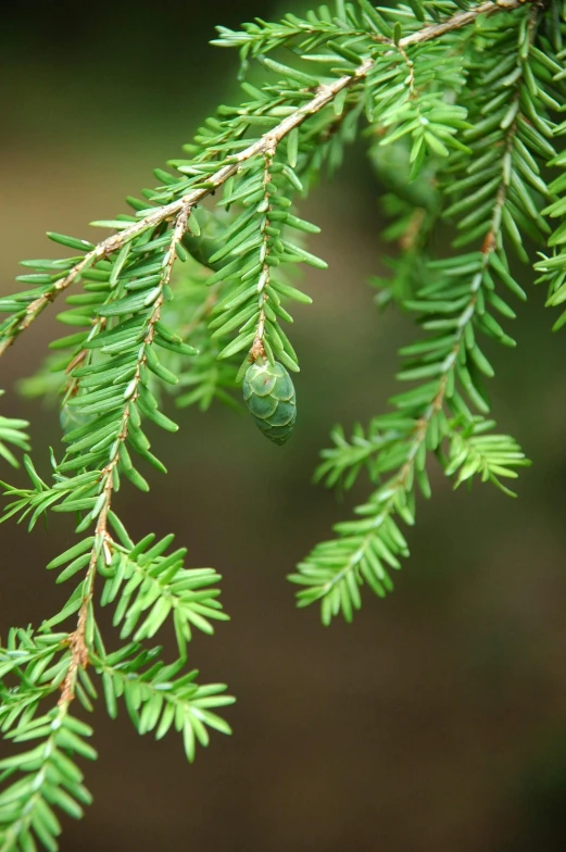 a close up of a branch of a pine tree, next to a plant, slide show, hemlocks, carefully crafted