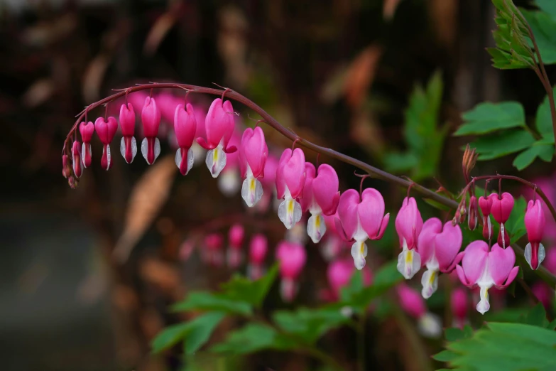 a close up of a plant with pink flowers, falling hearts, with a fringe, striking colour, shepherd's crook