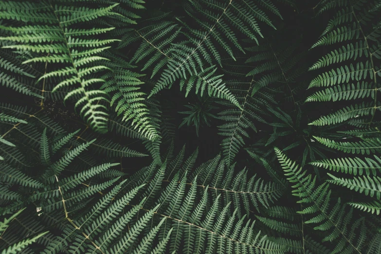 a close up of a bunch of green leaves, an album cover, inspired by Elsa Bleda, unsplash contest winner, baroque, tree ferns, alessio albi, intricate biopunk patterns, beautiful iphone wallpaper