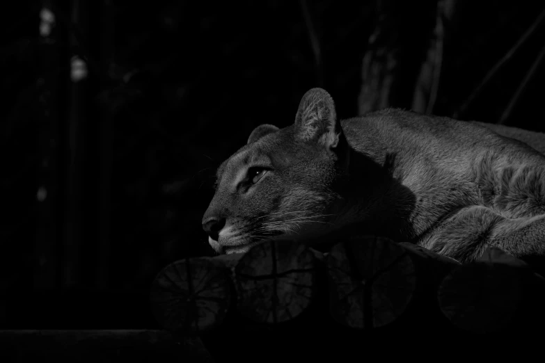 a black and white photo of a cat, a black and white photo, by Kristian Zahrtmann, pexels contest winner, sumatraism, cougar, nice afternoon lighting, chilling 4 k, based on a puma