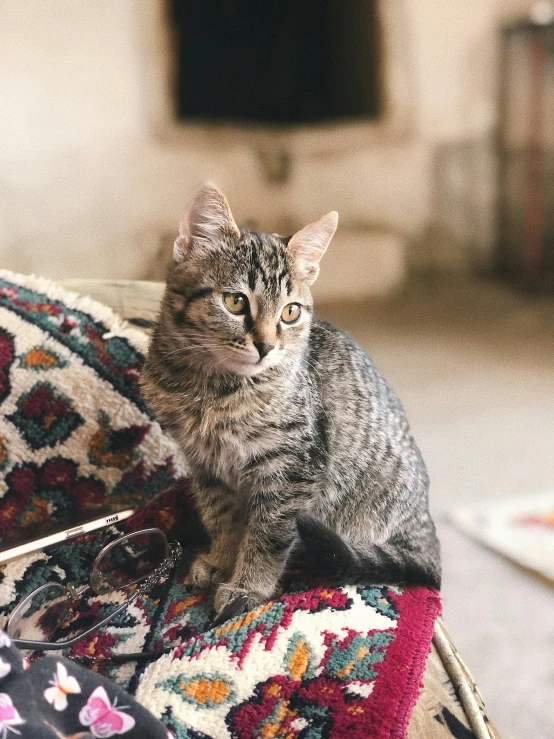 a cat that is sitting on a couch, by Carey Morris, trending on unsplash, arts and crafts movement, samarkand, made of wool, lovingly looking at camera, marie - gabrielle capet style