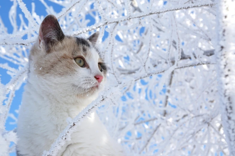 a cat sitting on top of a snow covered tree