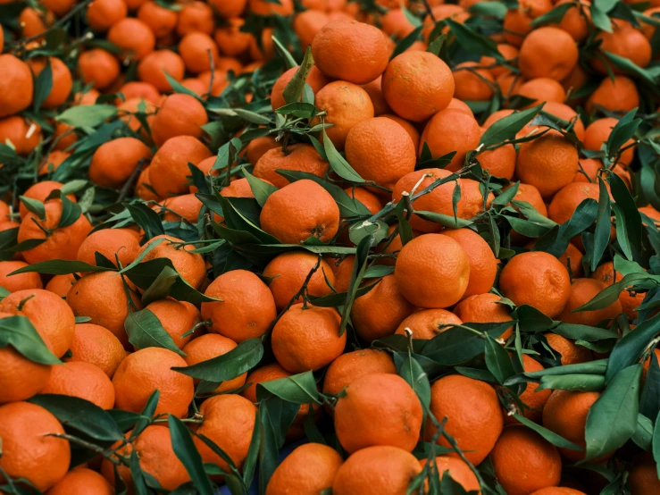 a large pile of oranges with green leaves, by Carey Morris, pexels, 🦩🪐🐞👩🏻🦳, 70s photo, rows of lush crops, festive