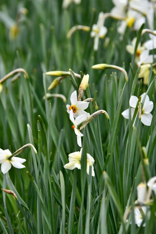 a field of white and yellow daffodils, gold flaked flowers, biophilia, february), medium details