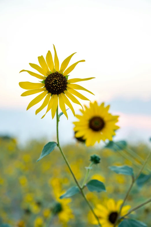 a field of sunflowers with a blue sky in the background, unsplash, minimalism, slide show, during dawn, grey, full frame image