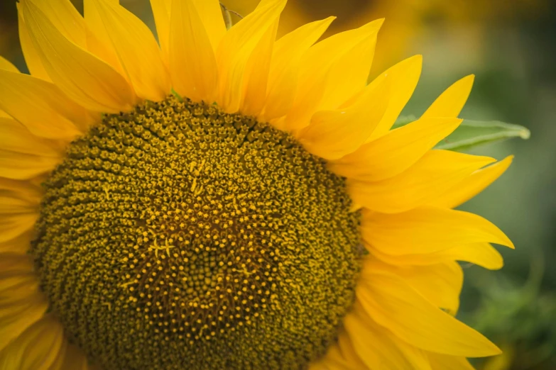 a close up of a sunflower with a blurry background, fine art print, full frame image