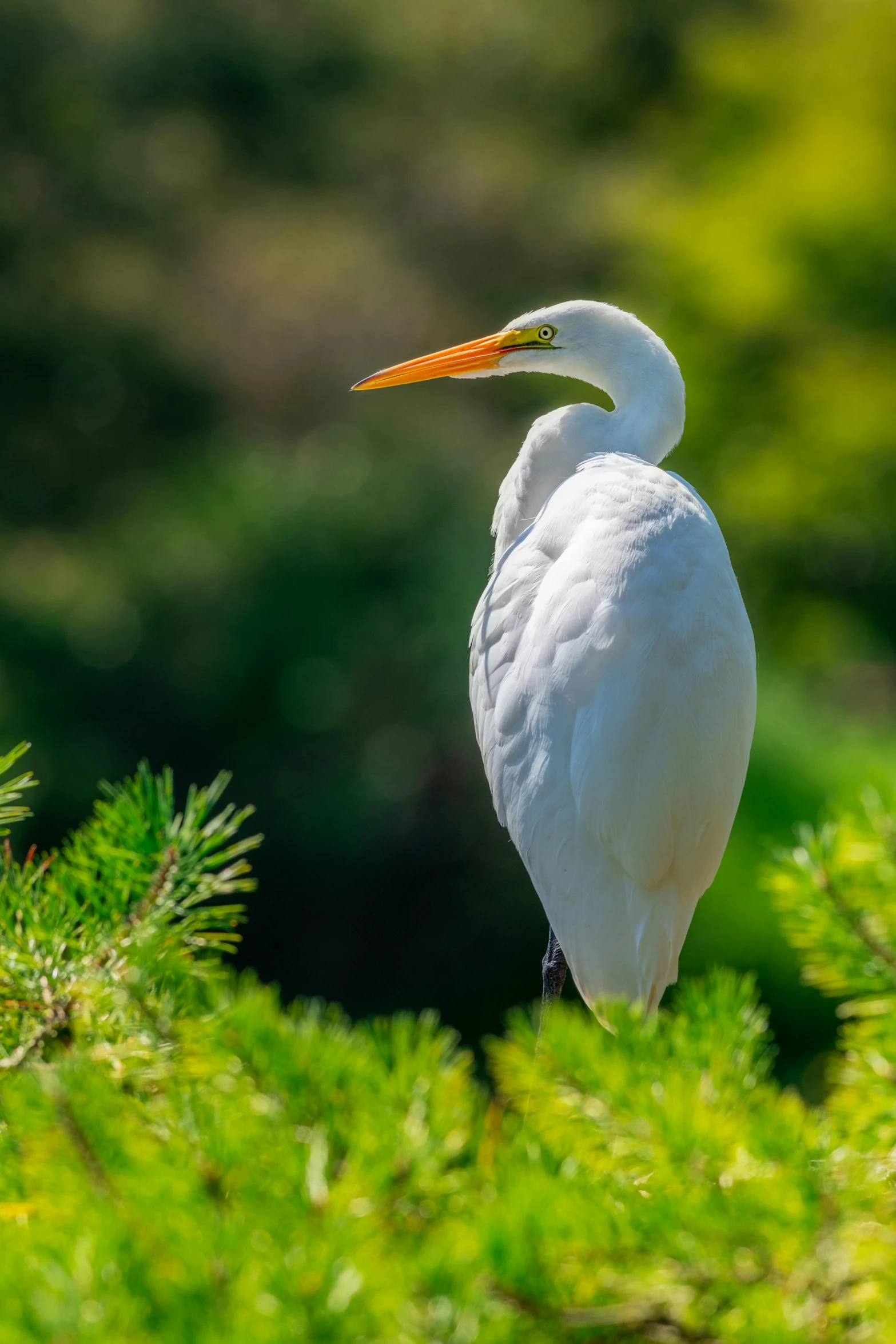 a white bird standing on top of a lush green forest, bay area, white and orange, lush surroundings, in majestic