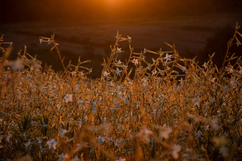 a field full of tall grass with the sun setting in the background, by Jessie Algie, pexels contest winner, australian tonalism, gold flaked flowers, farming, white, brown