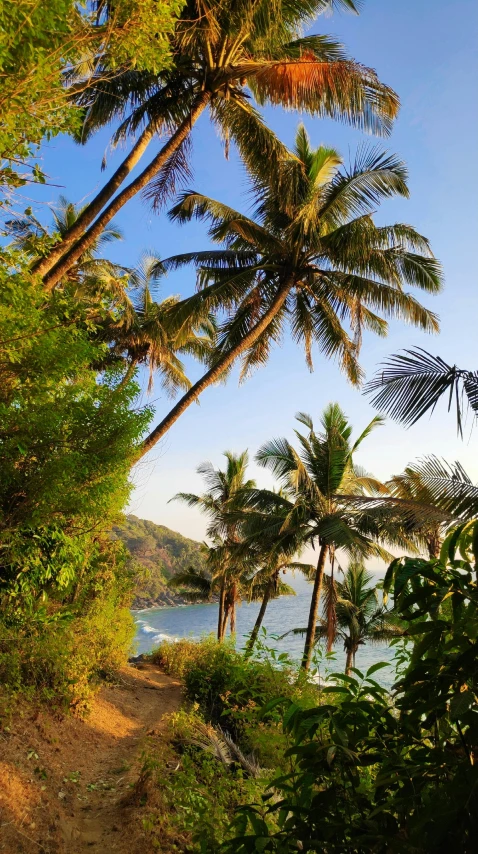 a group of palm trees next to a body of water, sumatraism, trees and cliffs, conde nast traveler photo, slide show, sun lit