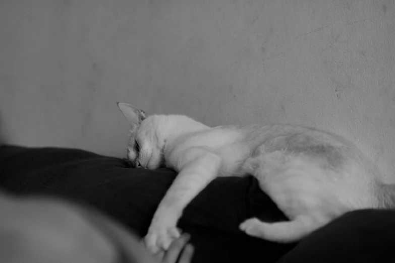 a black and white photo of a cat sleeping on a couch, by Emma Andijewska, intense albino, in an action pose, aesthetic siamese cat, white ( cat ) girl