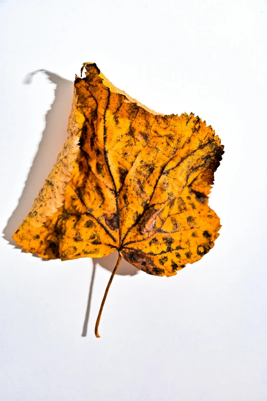 a close up of a leaf on a white surface, an album cover, full color photograph, withered, mustard, f / 2 0