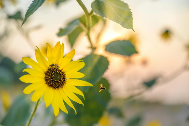 a close up of a sunflower with a bee on it, pexels contest winner, golden hour 4k, in a sunset haze, yellow, bees flying