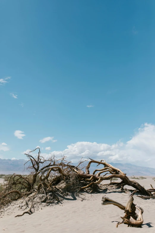 a dead tree sitting on top of a sandy beach, death valley, debris on ground, floating mountains, blue skies