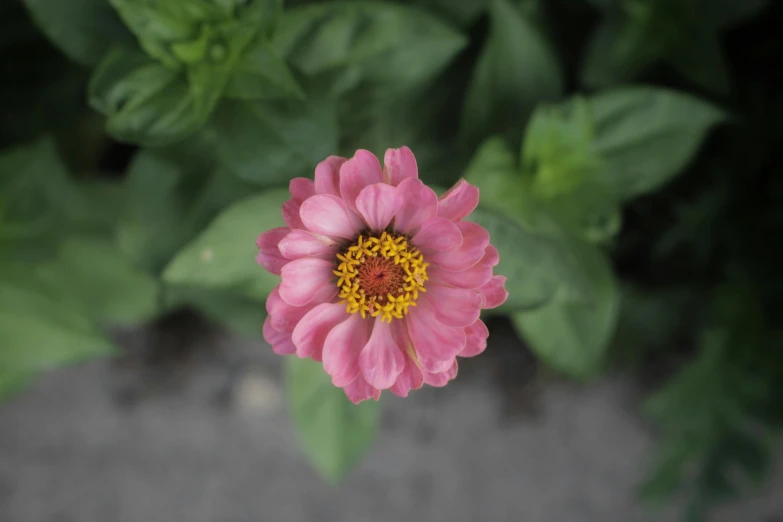 a pink flower with a yellow center surrounded by green leaves, unsplash, photorealism, in bloom greenhouse, medium long shot, slight overcast weather, a high angle shot