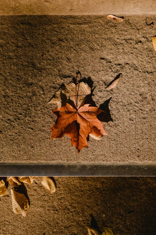 a close up of a bench with a leaf on it, a picture, inspired by Andy Goldsworthy, trending on pexels, brown, slate, high angle, ignant