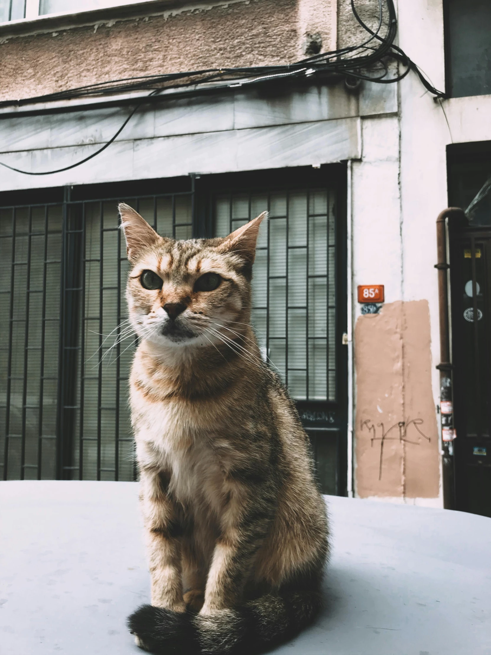 a cat sitting on top of a car in front of a building, a picture, trending on unsplash, photorealism, istanbul, smirking, wrinkles, 2019 trending photo