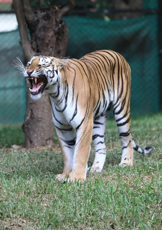 a tiger standing on top of a lush green field, slightly open mouth, singapore, severe expression, yelling