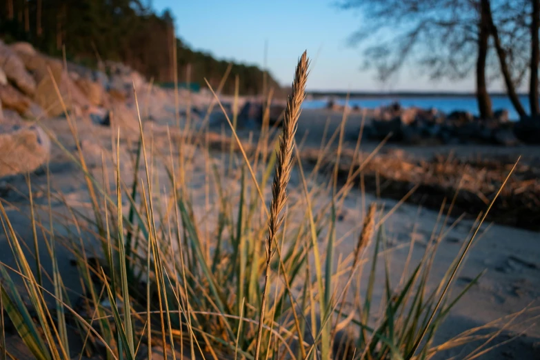 a couple of tall grass sitting on top of a sandy beach, by Jesper Knudsen, unsplash, realism, golden hour closeup photo, fan favorite, maritime pine, shore of the lake