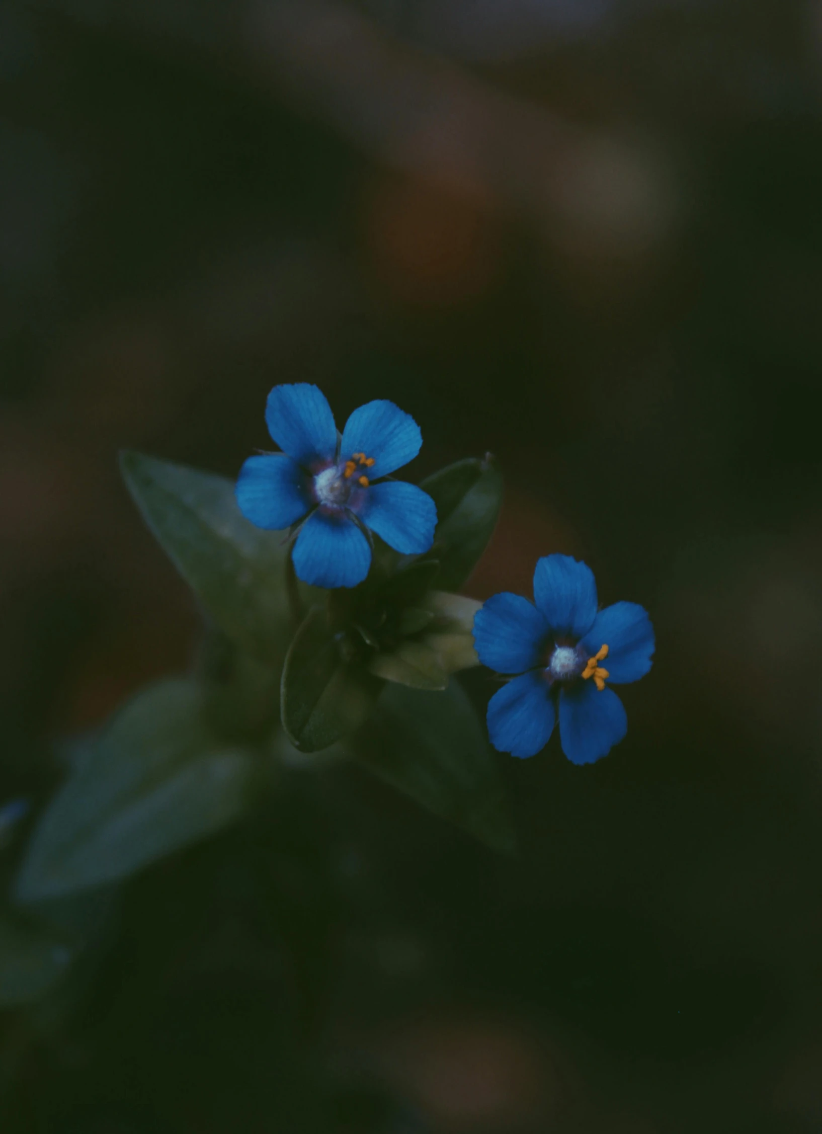 a couple of blue flowers sitting on top of a green plant, a macro photograph, by Attila Meszlenyi, trending on unsplash, avatar image, colorful and dark, ignant, cinematic shot ar 9:16 -n 6 -g