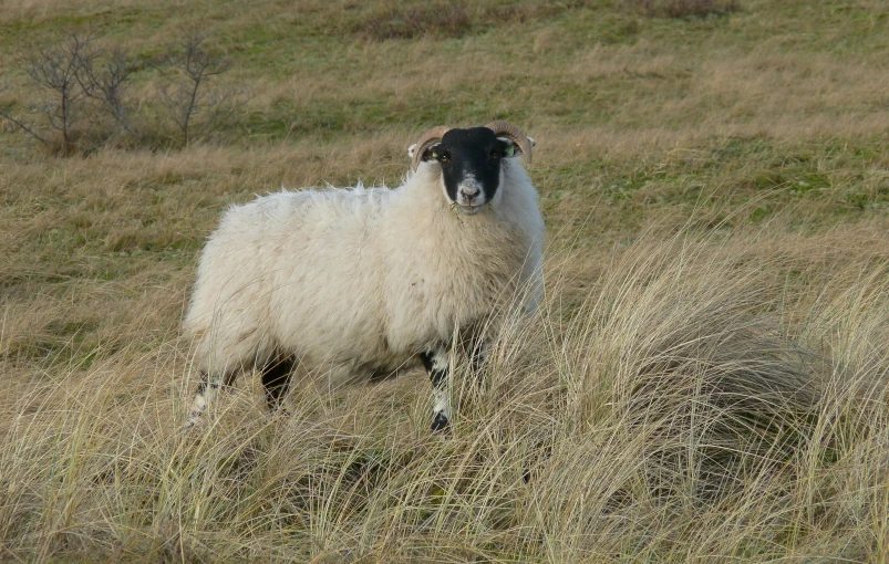 a sheep standing on top of a grass covered field, by Hallsteinn Sigurðsson, unsplash, hurufiyya, white with black spots, standing beside a sea sheep, warm friendly face, taken in the late 2000s